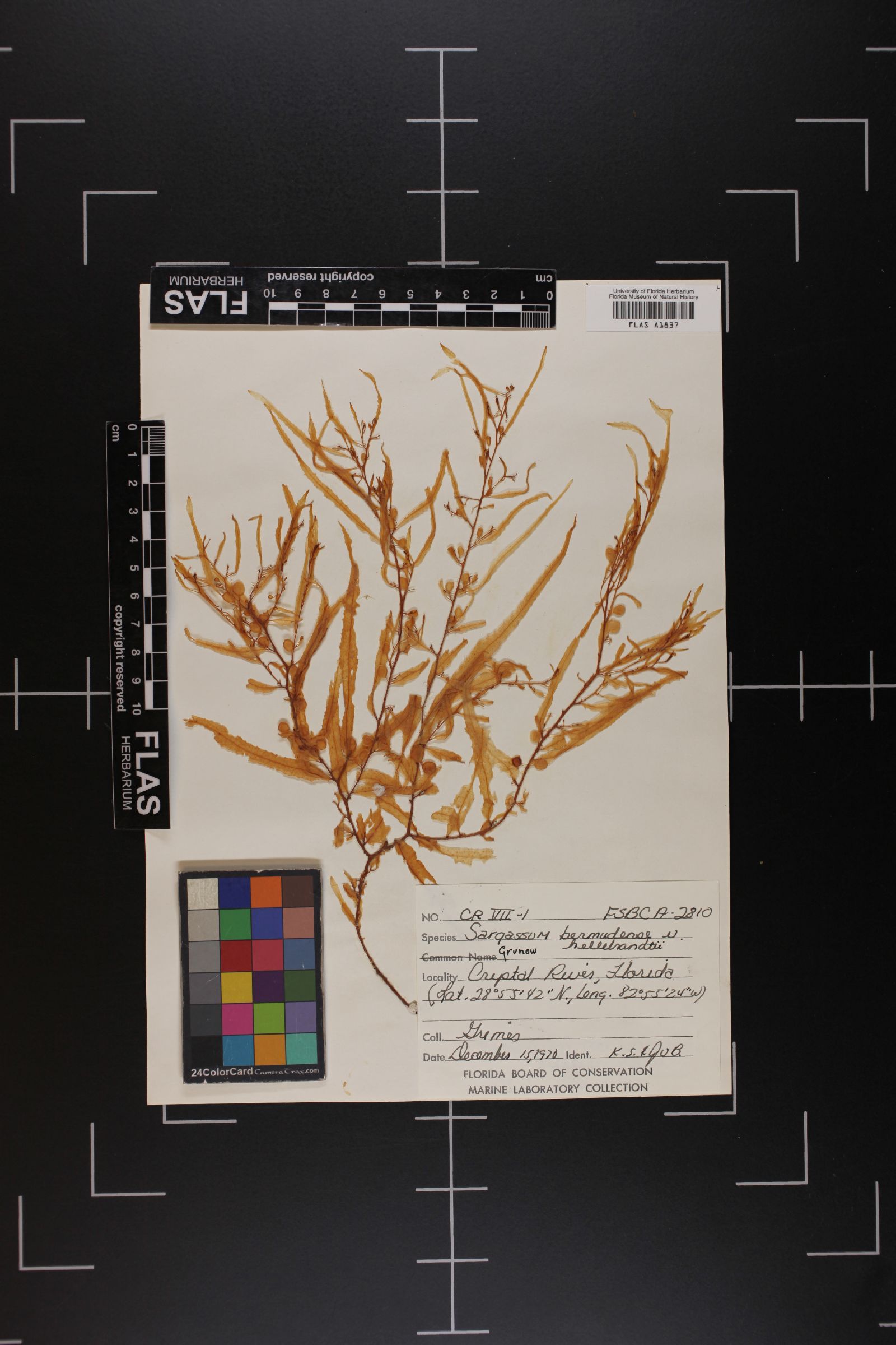 Sargassum bermudense var. hillebrandtii image